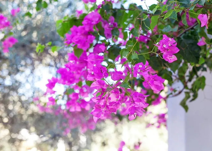 Ξενοδοχείο The Ship 3*